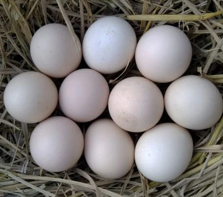 Country chicken eggs